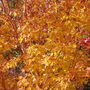 Érable du Japon 'Sangokaku' - Acer