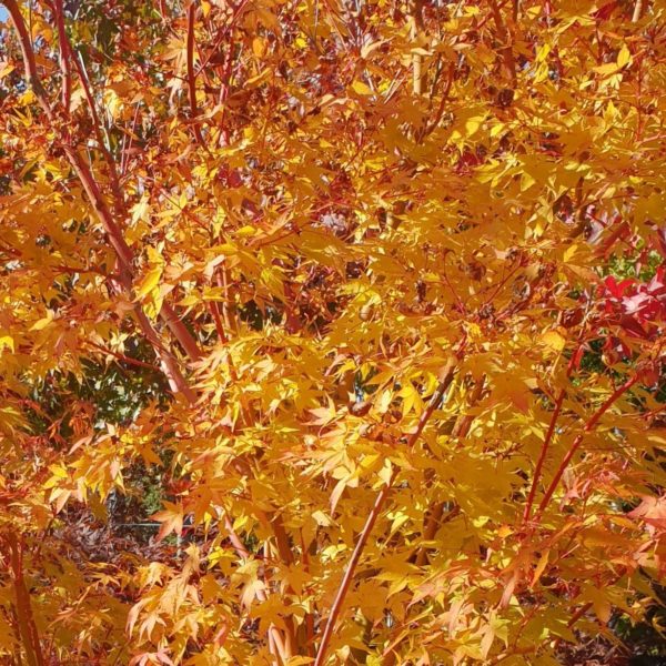 Érable du Japon 'Sangokaku' - Acer