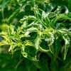 Érable du Japon 'Shishigashira' - Acer – Image 2