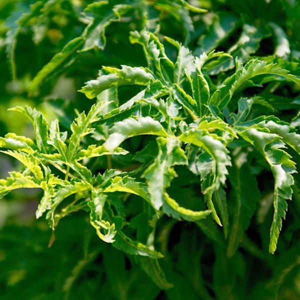 Érable du Japon 'Shishigashira' - Acer – Image 2