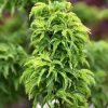 Érable du Japon 'Shishigashira' - Acer – Image 3