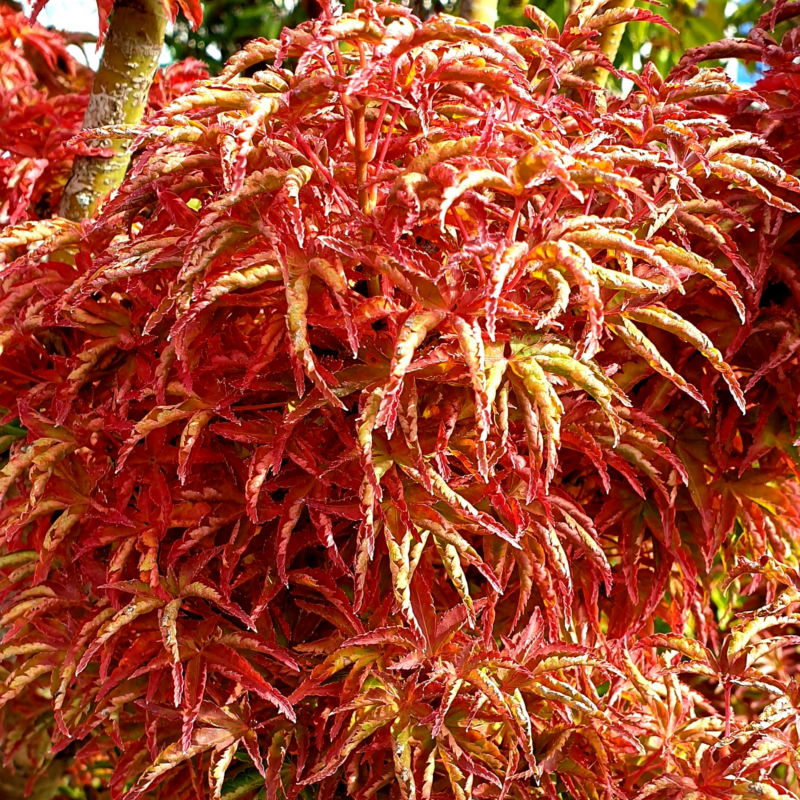 Érable du Japon 'Shishigashira' - Acer