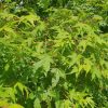 Erable du Japon - Acer palmatum- Bio Le Bourgeon