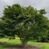 Erable du Japon - Acer palmatum- Bio Le Bourgeon – Image 2