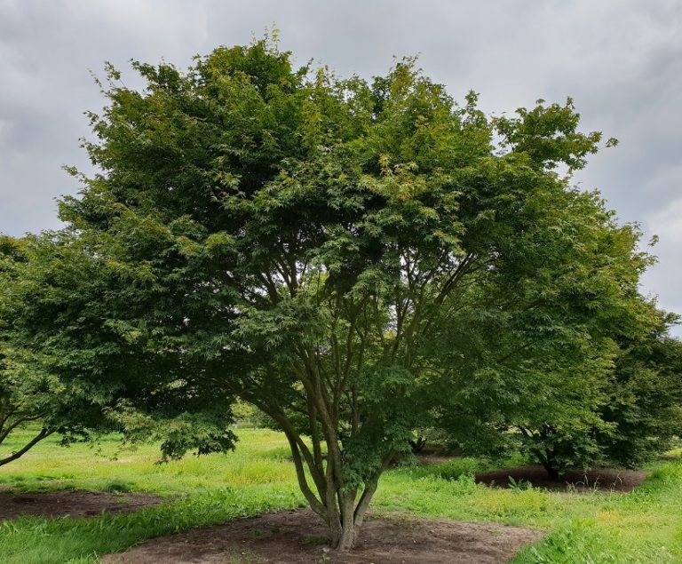 Erable du Japon - Acer palmatum- Bio Le Bourgeon – Image 2