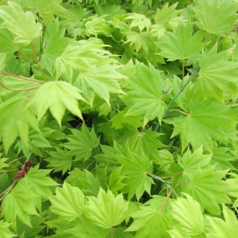 Érable du Japon 'Aureum' - Acer- Bio Le Bourgeon