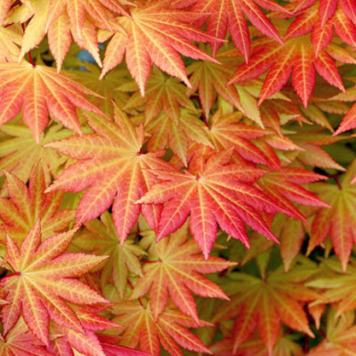 Erable du Japon 'Autumn Moon' - Acer shirasawanum- Bio Le Bourgeon