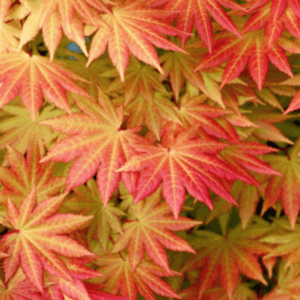 Erable du Japon 'Autumn Moon' - Acer shirasawanum- Bio Le Bourgeon