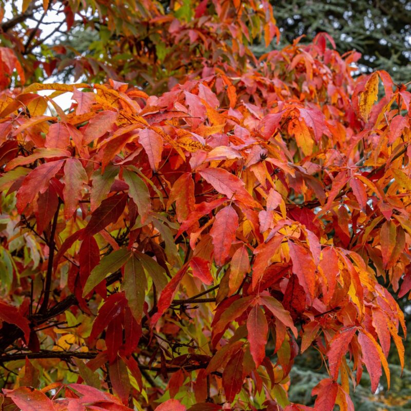 Erable à trois fleurs - Acer triflorum- Bio Le Bourgeon
