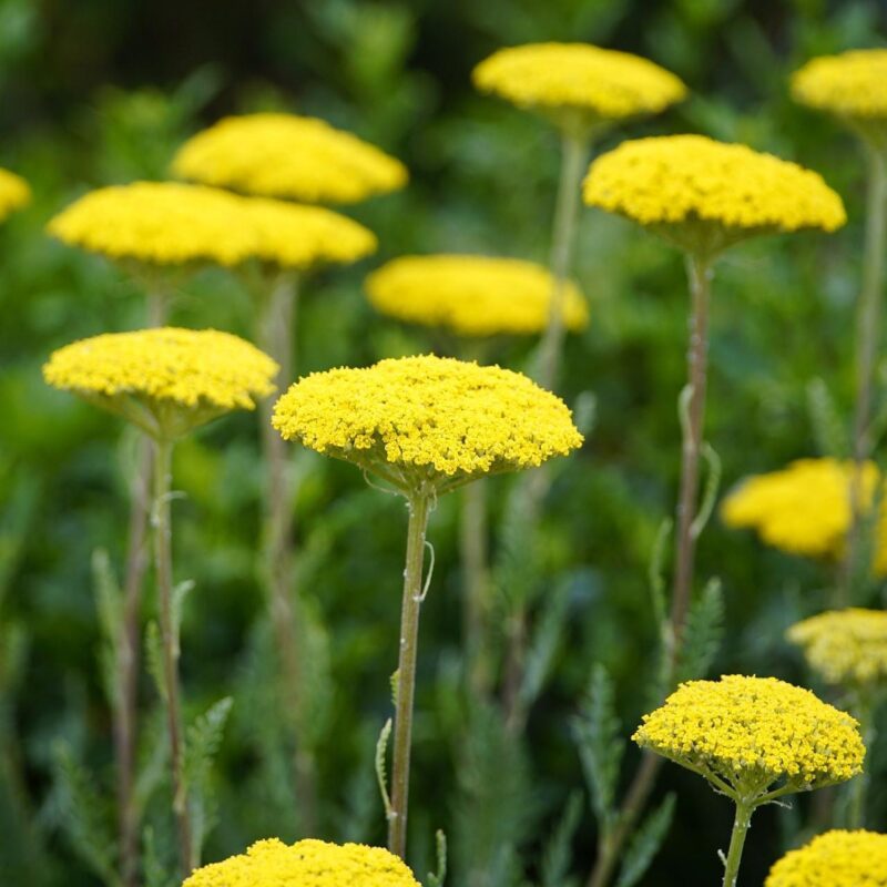 Achillée 'Coronation Gold' - Achillea