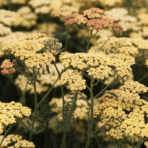 Achillée saumon- Achillea