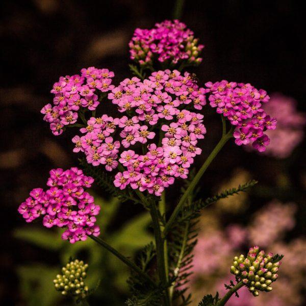 Achillée millefeuille rose - Achillea