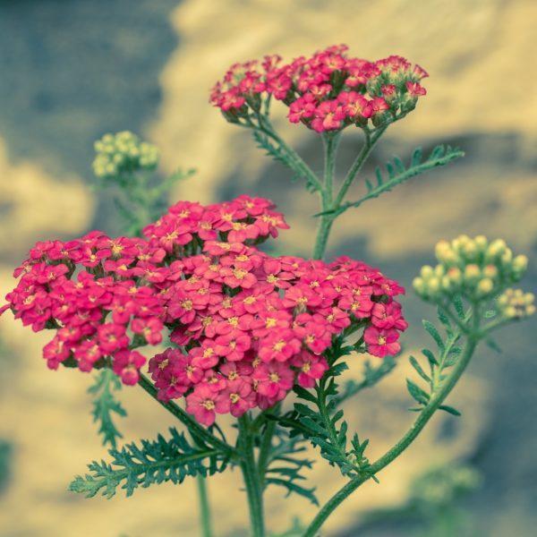 Achillée millefeuille rouge - Achillea