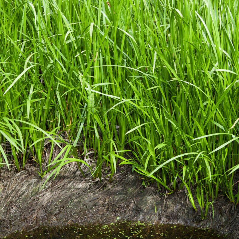 Acore odorant - Acorus