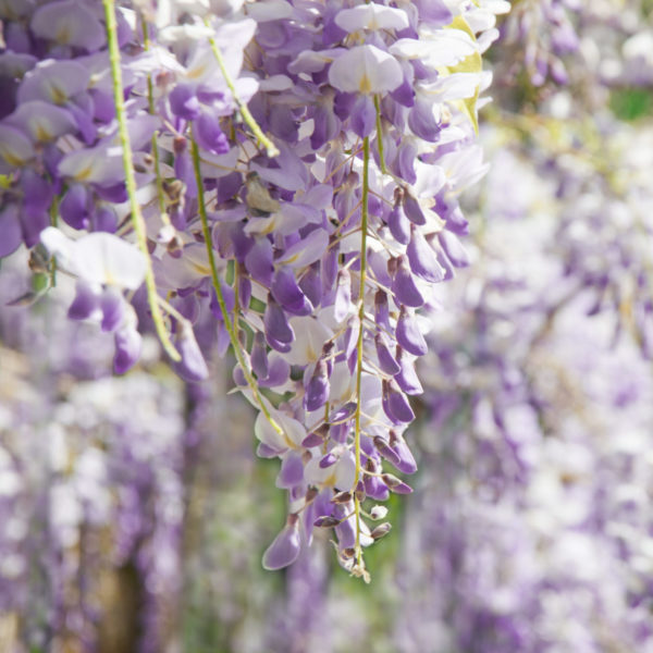 Glycine de Chine 'Prolific' - Wisteria