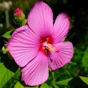 Hibiscus des marais rose