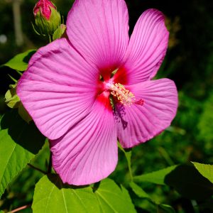 Hibiscus des marais rose