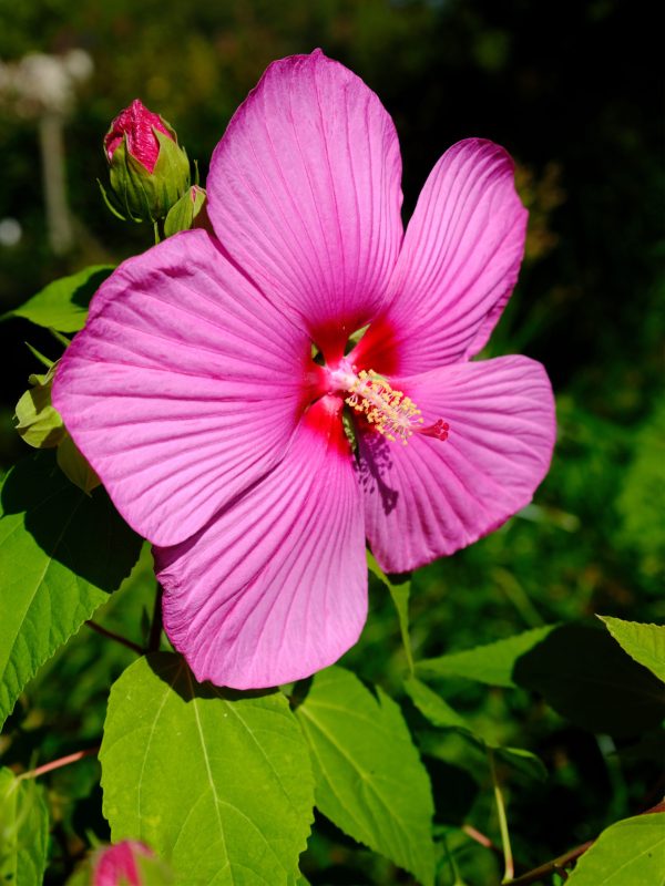 Hibiscus des marais rose
