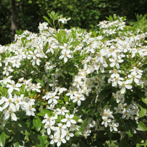 Oranger du Mexique - Choisya ternata