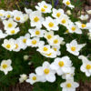 Anemone du Japon 'Honorine Jobert'
