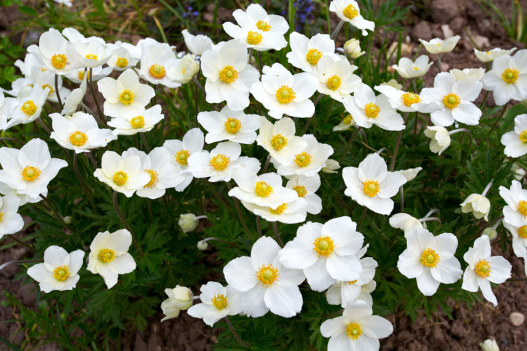 Anemone du Japon 'Honorine Jobert'