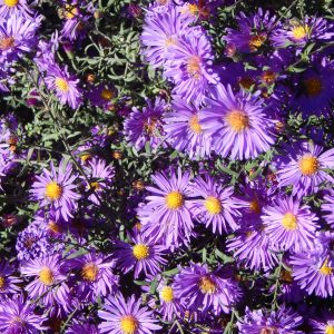 Aster de Nouvelle-Angleterre violet