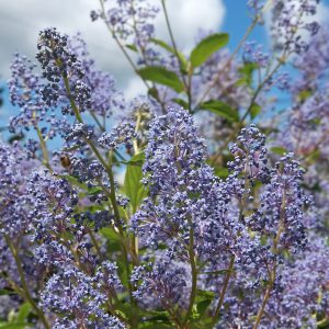 Céanothe 'Gloire de Versaille' - Ceanothus