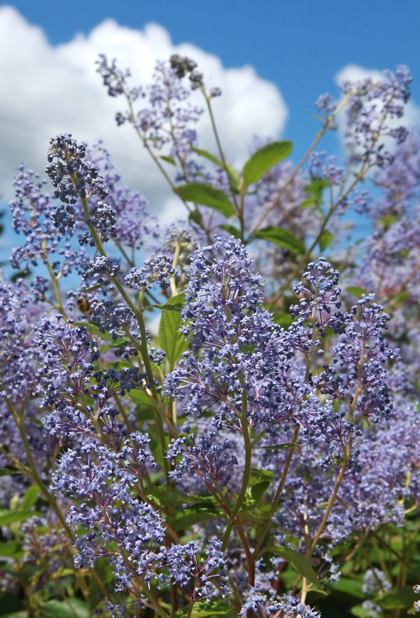 Céanothe 'Gloire de Versaille' - Ceanothus