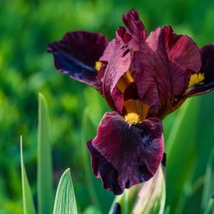 Iris barbu rouge
