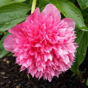Pivoine officinale 'Rosea Plena' - Paeonia