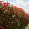 Photinia 'Red Robin' – Image 2