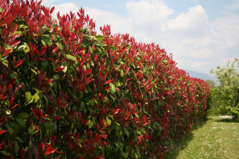 Photinia 'Red Robin' – Image 2