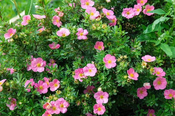 Potentille fruticosa 'Pink Paradise' - Potentilla