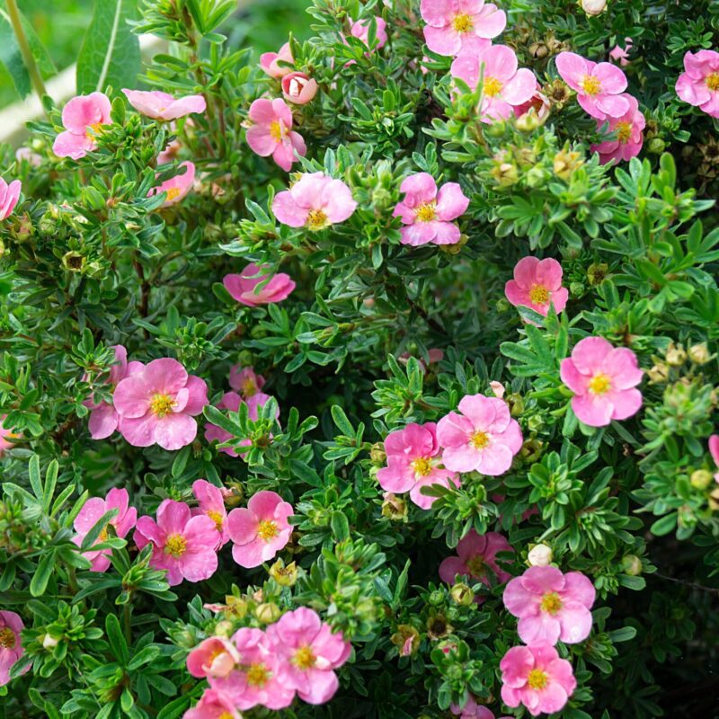 Potentille fruticosa 'Pink Paradise' - Potentilla