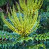 Mahonia 'Winter Sun' – Image 2