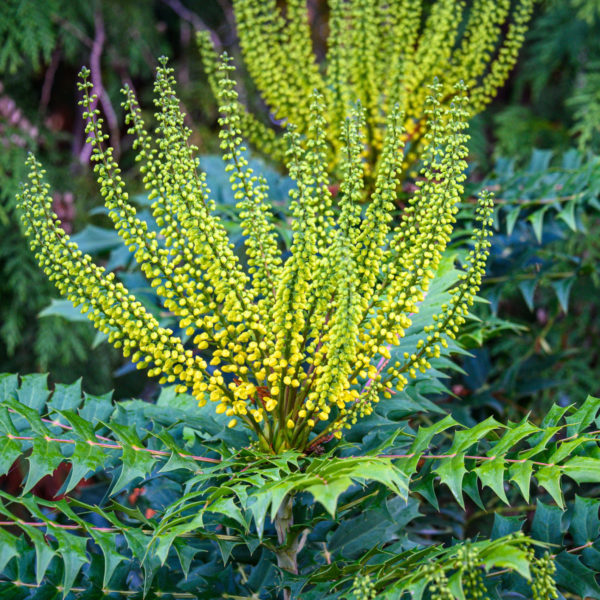 Mahonia 'Winter Sun' – Image 2