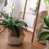 Spathiphyllum – Image 2