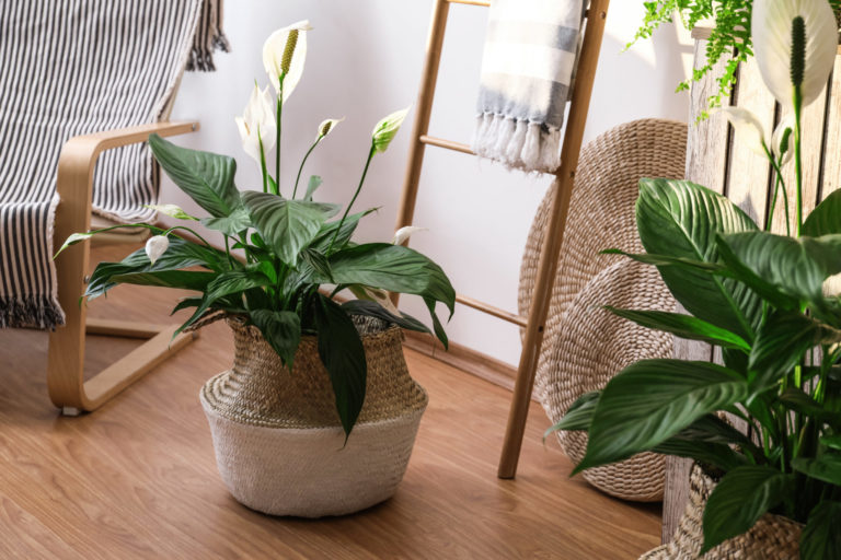 Spathiphyllum – Image 2