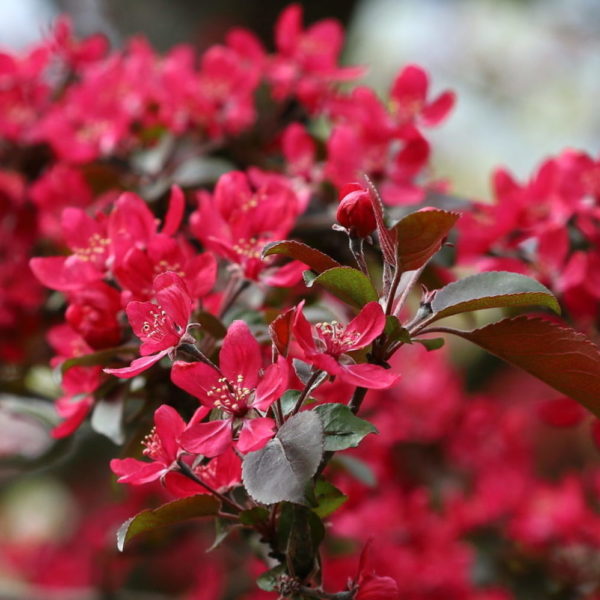 Pommier ornemental 'Royalty' - Malus