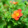 Potentille 'Marian Red Robin"