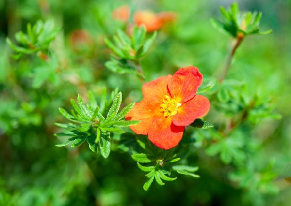 Potentille 'Marian Red Robin"