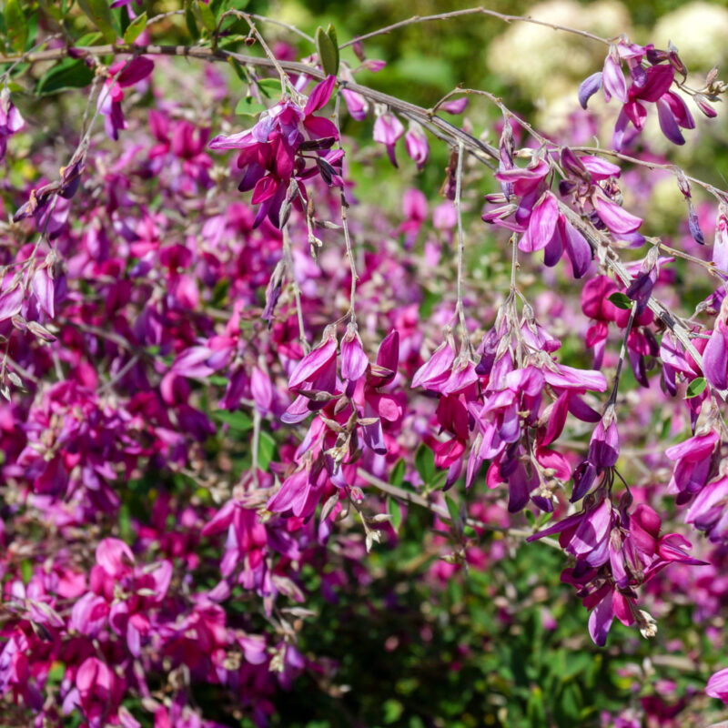 Lespedeza de Thunberg - Lespedeza