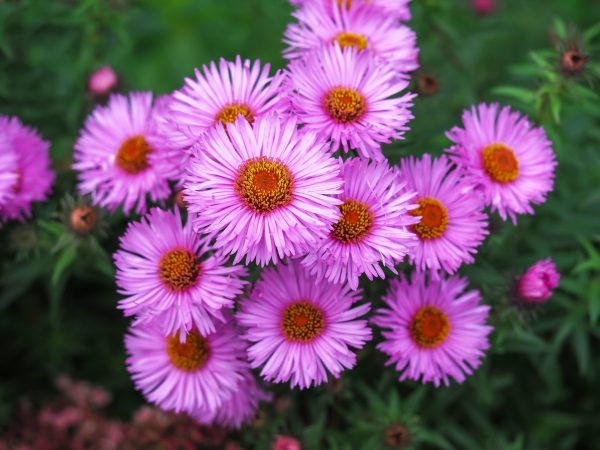 Aster de Nouvelle-Angleterre Rose-Saumon