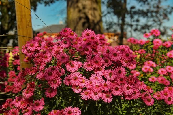 Aster de Nouvelle Angleterre rouge - Aster