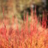 Cornouiller sanguin 'Midwinter fire' - Cornus sanginea 'Midwinter fire' -Bio Le Bourgeon