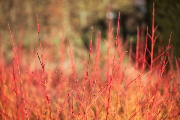 Cornouiller sanguin 'Midwinter fire' - Cornus sanginea 'Midwinter fire' -Bio Le Bourgeon
