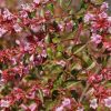Abelia 'Edward Goucher' -Bio Le Bourgeon