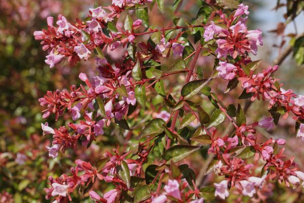 Abelia 'Edward Goucher' -Bio Le Bourgeon