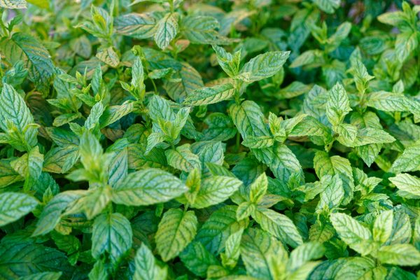 Menthe orangée- Mentha citrata