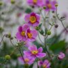 Anémone du Japon Rose - Anemone hupehensis floraison Rose – Image 2
